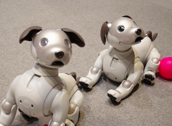 电子狗领养前也可以先评估试养，Sony在日本提供Aibo试养租赁