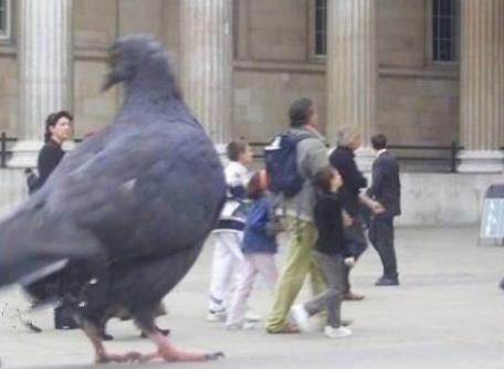 huge pigeon