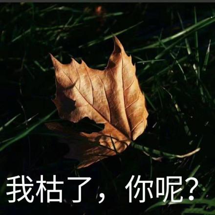 清欢网