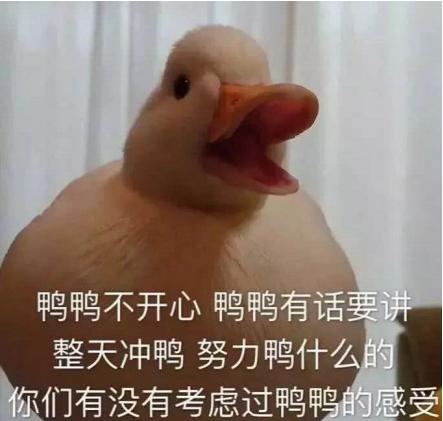 duck不必什么意思-内涵讲解及表情包分享