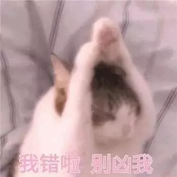 可爱猫咪表情包-抖音萌萌猫咪表情包