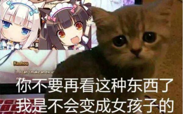 快给我变猫娘表情包-快给我变猫娘表情包出处