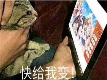 快给我变猫娘表情包-快给我变猫娘表情包出处