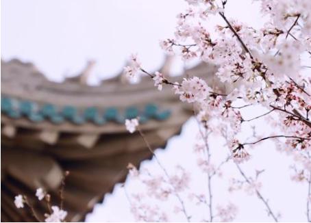 武汉大学樱花怎么网上看？云赏樱直播入口介绍