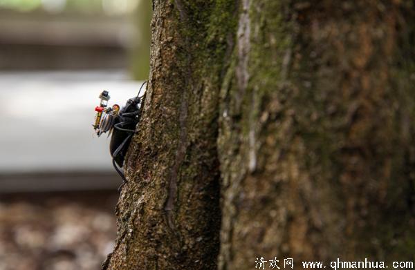 华盛顿大学研发出能用于昆虫的微型摄影机