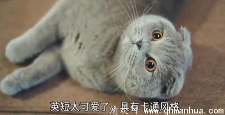 世界上收入最高的猫是谁？还登上过《人物》杂志