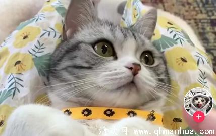 网红猫王泡芙图片